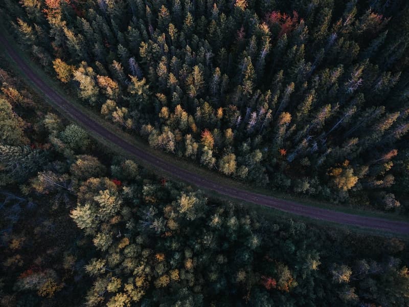 Road in the forrest